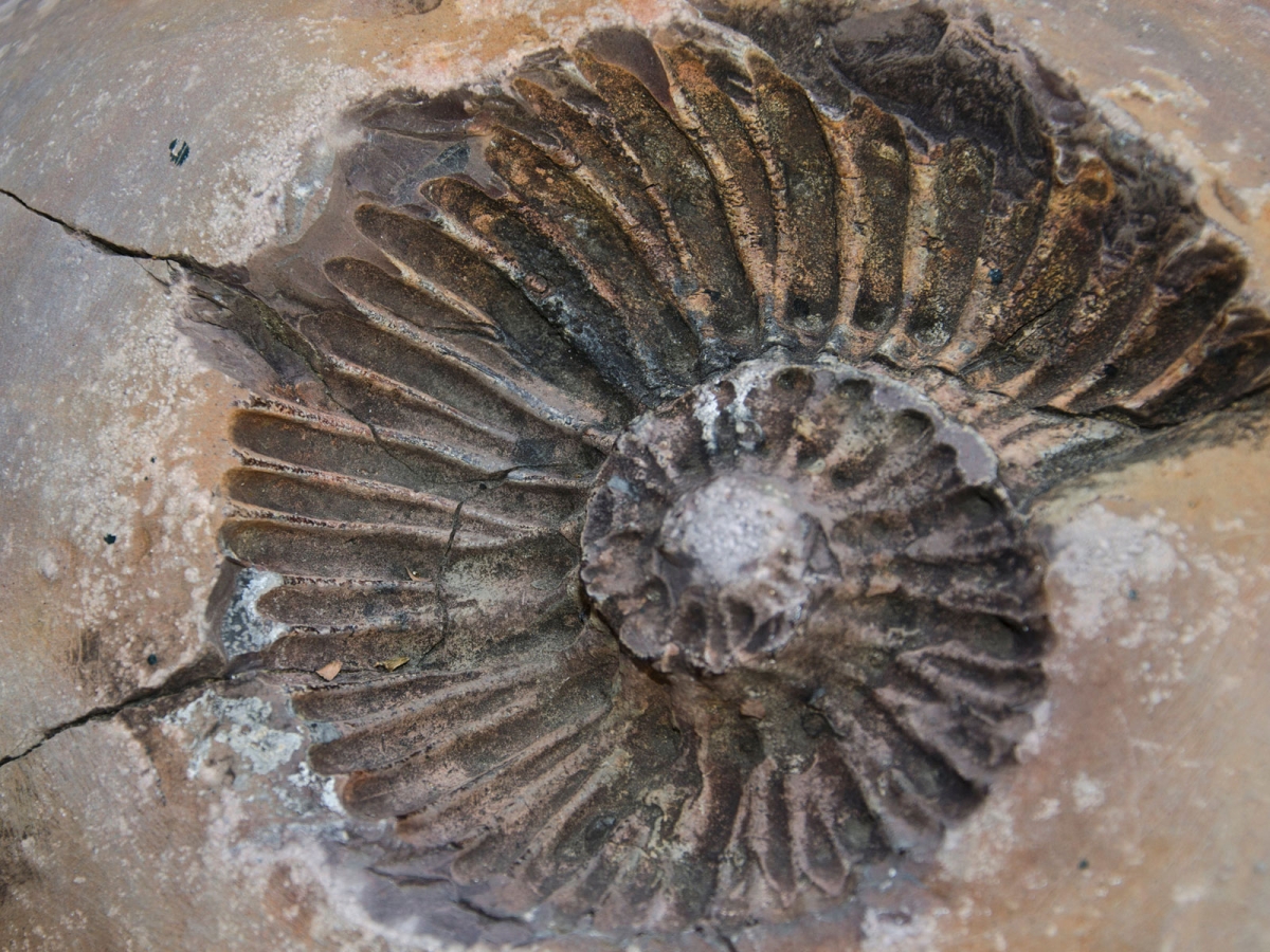 Imprint of ammonite spiral inside acient fossil